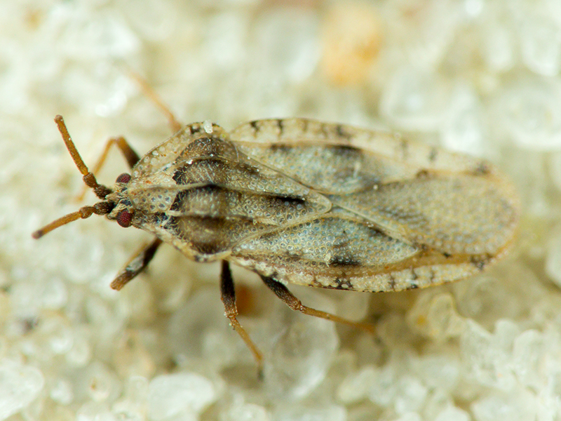 Tingis (Tingis) cardui (Linnaeus, 1758)